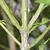 Euonymus alatus 'Compactus'