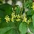 Euonymus alatus 'Compactus'