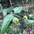 Euonymus americanus