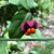 Euonymus americanus