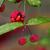 Ripe Fruit