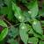 Euonymus americanus 