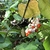 Fruits opening to reveal red seeds.