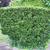 Euonymus japonicus 'Microphyllus'