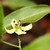 close-up of a single white flower with 4 petals.