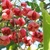 Close-up on red capsular fruits splitting to show red seeds.
