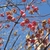Red capsules hanging from nearly bare branches against the sky