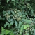 foliage and small white flowers