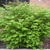 Shrub with dense pale green foliage