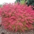 Rounded shrub with bright red-pink foliage.