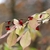 Aging & yellowing leaves and red seeds in open capsules.
