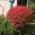 Euonymus alatus 'Compactus'
