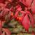 Euonymus alatus 'Compactus'
