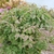 Summer form of the shrub with green leaves