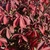 Reddish fall leaves