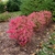 Rall form of shrub with reddish leaves