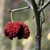 open warty open seed capsule