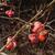 Fruit closeup