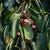 Fruit and Leaf