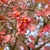Fall leaves and fruits