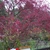 Fall color