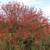 Fall form