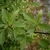 Spring flowers and leaves