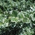 Variegated leaves