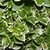 Leaves Close-Up (Buncombe County,NC)