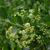 Euonymus japonicus
