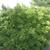 Euonymus kiautschovicus 'Manhattan'