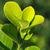 Leaf closeup