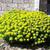 Euphorbia polychroma