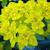 Euphorbia polychroma