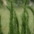 Upright stems clothed in fine, hair-like leaves.