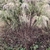 Upright stems with drooping terminal branches with gray fruits.