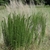 Upright stems clothed in fine, hair-like leaves.