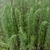 Upright stems clothed in fine, hair-like leaves.
