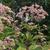 Eupatorium dubium