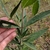 Stem with opposite green leaves and smaller leaves in the axis