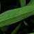 Underside of leaf with short whitish hairs