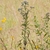 Form of the plant in bloom