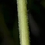 Green stem with whitish hairs