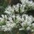 Many white disc flowers with long stamens