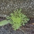 POV looking down on a shoot w/ finely divided pinnatifid leaves.