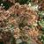 Eutrochium dubium