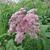 Eupatorium maculatum