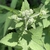 Flower buds