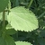 Leaf detail