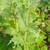 Stem and leaf attachment